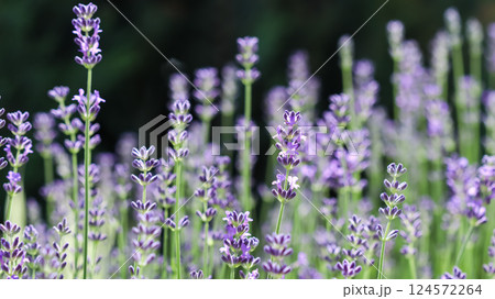 Beautiful purple lavender flowers on a dark background in a sunny garden 124572264