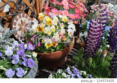 春の花の寄せ植え&寄せ鉢 春の花の寄せ植え&寄せ鉢 124572420