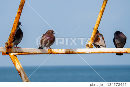 Row of pigeons 124572425