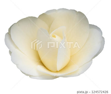 White camelia White camelia 124572426