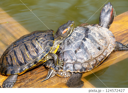 Two turtles Two turtles 124572427