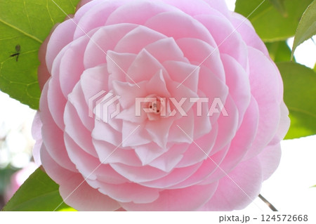 乙女椿、春を告げる麗しの花 乙女椿、春を告げる麗しの花 124572668