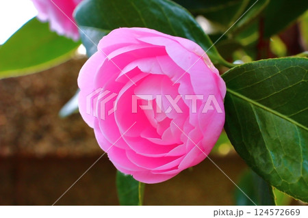 乙女椿、幾重の花びらの調べ 124572669