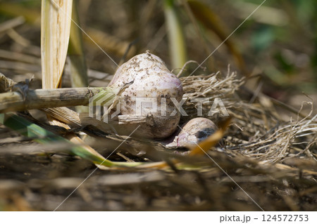 Fresh organic garlic bulbs harvested from a vegetable garden 124572753