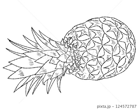 パイナップルの線画イラスト素材 124572787