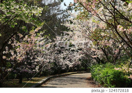 桜のトンネルが続く道 124572818