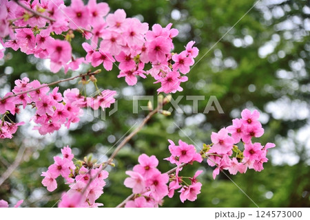 木漏れ日に映える　あきしまさくら 124573000