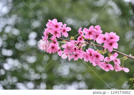 木漏れ日に映える　あきしまさくら 124573002
