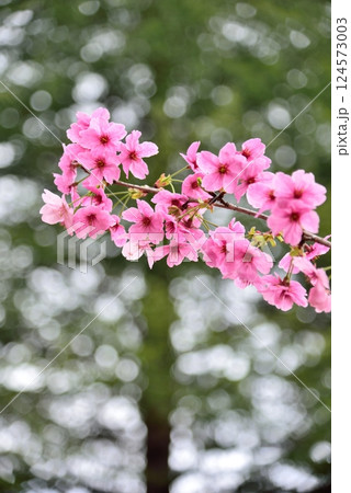 木漏れ日に映える　あきしまさくら 124573003