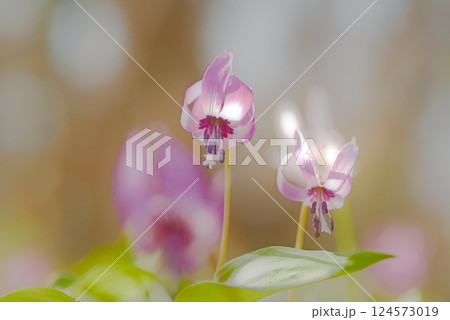 カタクリの花 124573019