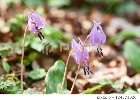 カタクリの花 カタクリの花 124573026