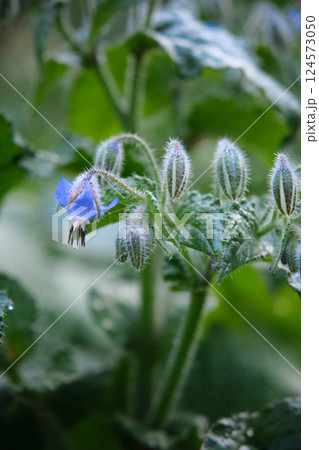 in the thick green grass there are blue flowers 124573050