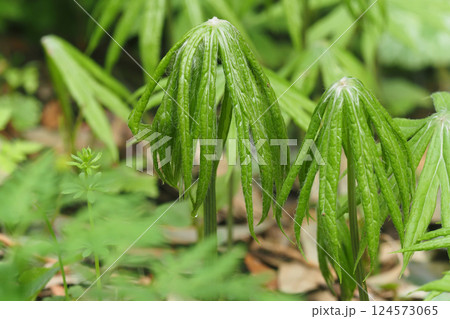 ヤブレガサ 124573065