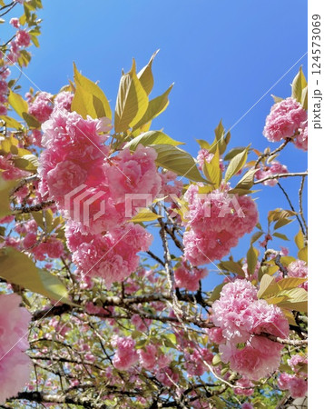 ハートの形に見える八重桜 ハートの形に見える八重桜 124573069