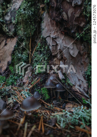 Mushrooms in the autumn forest close-up 124573076