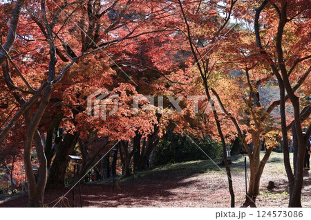 埼玉県長瀞の紅葉したもみじ林 埼玉県長瀞の紅葉したもみじ林 124573086