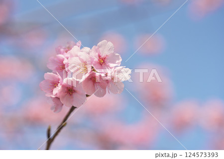 満開の桜 124573393