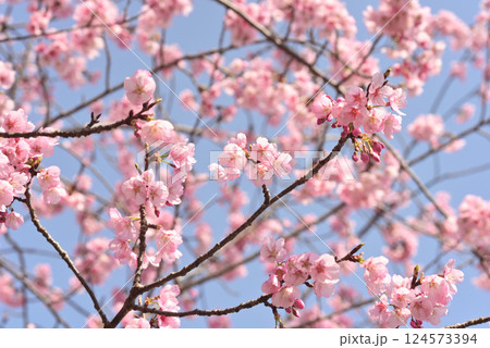 満開の桜 124573394