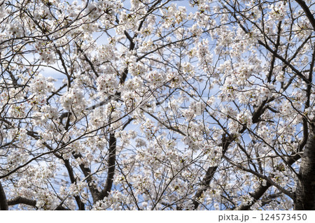 春の青空に映える桜 124573450