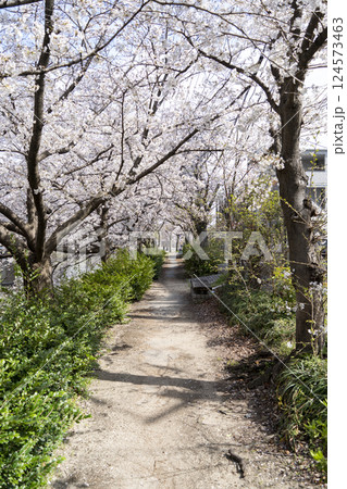 桜のトンネルが続く道 124573463
