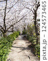 桜のトンネルが続く道 124573465