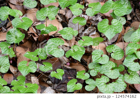 フタバアオイ 124574162