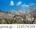 伊万里梅園　藤ノ尾　白梅と青空 124574169