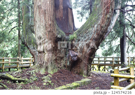 新潟県阿賀町にある日本一の将軍杉 新潟県阿賀町にある日本一の将軍杉 124574216