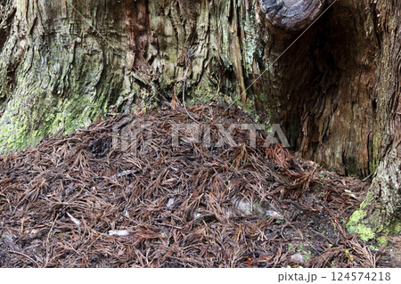 新潟県阿賀町にある日本一の将軍杉 根元の幹の部分 124574218