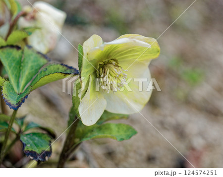 冬に咲くキンポウゲ科クリスマスローズの白い花 冬に咲くキンポウゲ科クリスマスローズの白い花 124574251