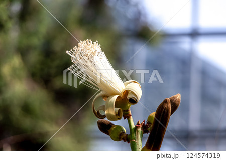 多肉植物であるプセウドボンバックス・エリプティクムの花 多肉植物であるプセウドボンバックス・エリプティクムの花 124574319