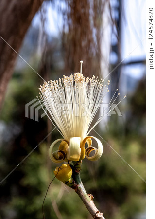 多肉植物であるプセウドボンバックス・エリプティクムの花 124574320