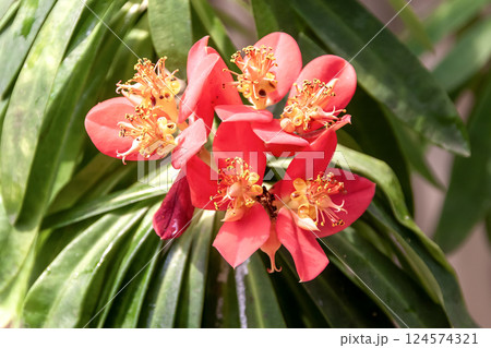 ジャマイカ原産のエウフォルビア・プニケア 124574321