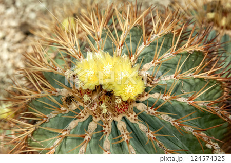 フェロカクトゥス・グラウケスケンスの花【王冠竜】 フェロカクトゥス・グラウケスケンスの花【王冠竜】 124574325