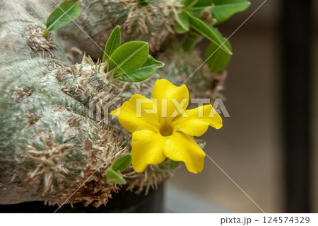 パキポディウム・ブレビカウレ(恵比寿笑い)黄色の花 パキポディウム・ブレビカウレ(恵比寿笑い)黄色の花 124574329