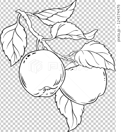 Apple Branch with Fruits  and Leaves Outline Illustration. 124574476