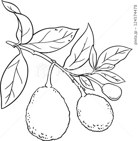 Avocado Branch with Fruits and Leaves Outline Illustration. Organic natural nutritional healthy food ingredient, vegetarian diet product.  124574478