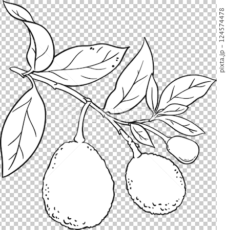Avocado Branch with Fruits and Leaves Outline Illustration. Organic natural nutritional healthy food ingredient, vegetarian diet product.  124574478