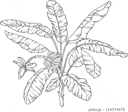 Banana Plant with Flower, Fruits  and Leaves Outline  Illustration. Organic natural nutritional healthy food ingredient, vegetarian diet product 124574479