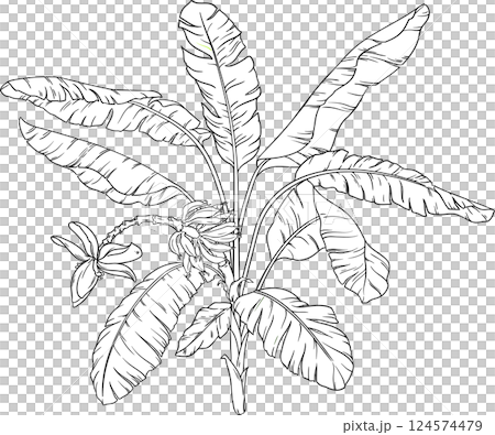 Banana Plant with Flower, Fruits  and Leaves Outline  Illustration. Organic natural nutritional healthy food ingredient, vegetarian diet product 124574479