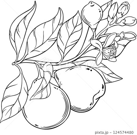 Bergamot Branch with Flruits and Flowers Outline Illustration 124574480