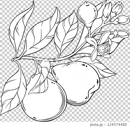 Bergamot Branch with Flruits and Flowers Outline Illustration 124574480