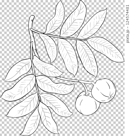 Andiroba  Branch  Outline Illustration 124574481