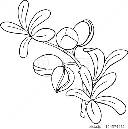 Argan Branch  Outline  Illustration. 124574482