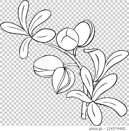 Argan Branch  Outline  Illustration. 124574482