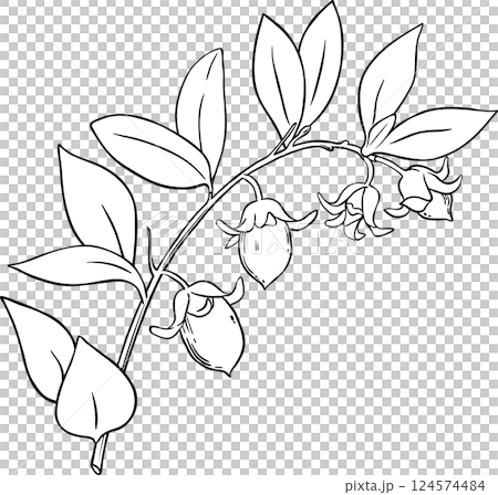 Jojoba Branch with Nuts and Leaves Outline Illustration. Ingredient for cosmetics, spa, aromatherapy, health care, alternative medicine. 124574484