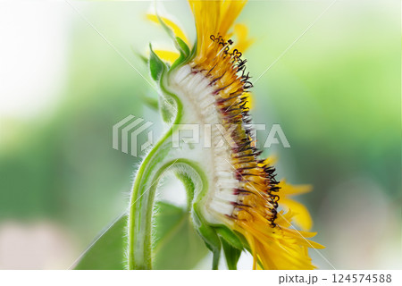 ひまわり ひまわり 124574588
