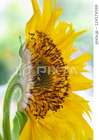 ひまわり ひまわり 124574589