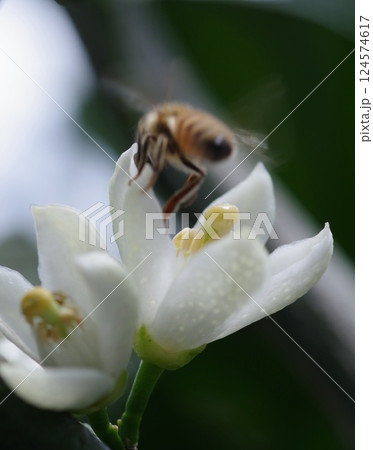 みかんの花の周りで蜜を探している蜂 124574617