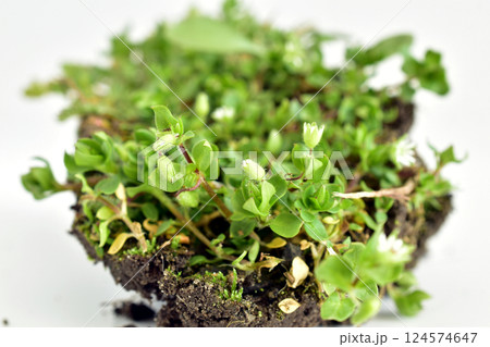 Soil with growing green grass. Soil with growing green grass. 124574647